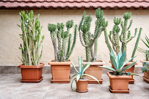 Brown pots with cacti and agave of different kinds growing against beige plastered wall