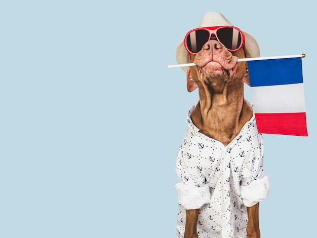 Brown puppy sunhat sunglasses and France flag