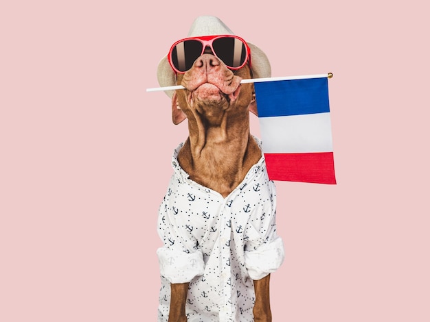 Brown puppy sunhat sunglasses and France flag