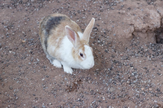 Brown rabbit beautiful select focus, colorful rabbit, close-up brown rabbit  