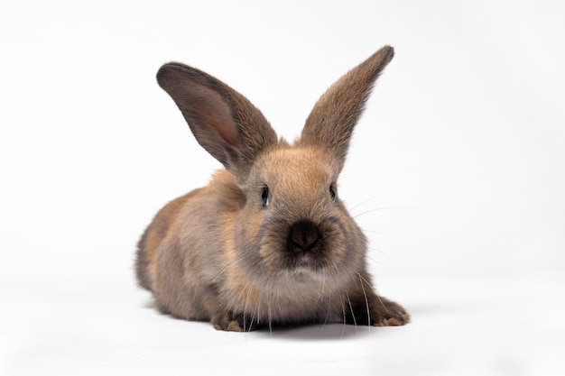 Brown rabbit sitting on a white background