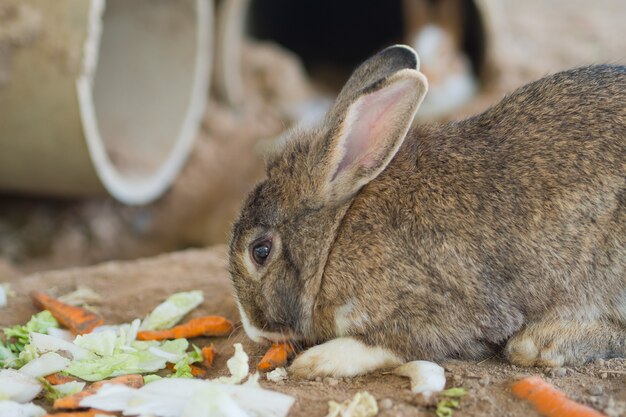 brown rabbit