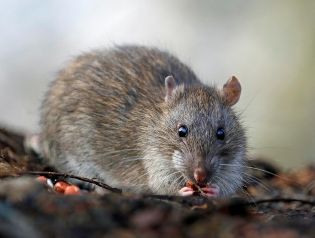 Brown rat foraging and feeding in the woods