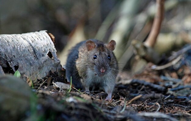 Photo brown rat foraging and feeding in the woods