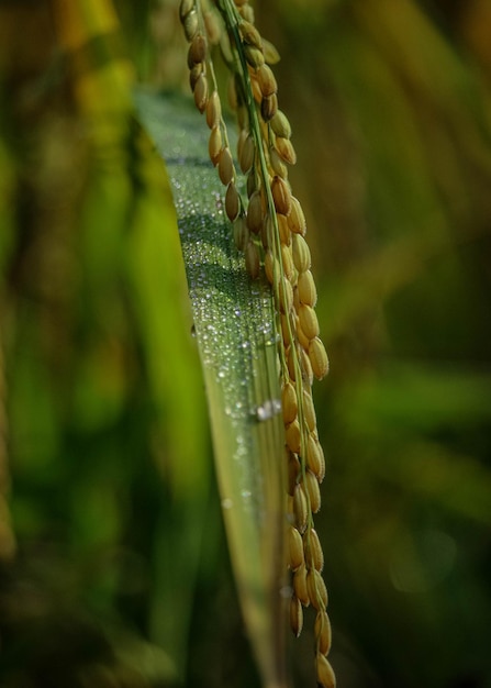 Brown Rice Paddy Seeds in winter