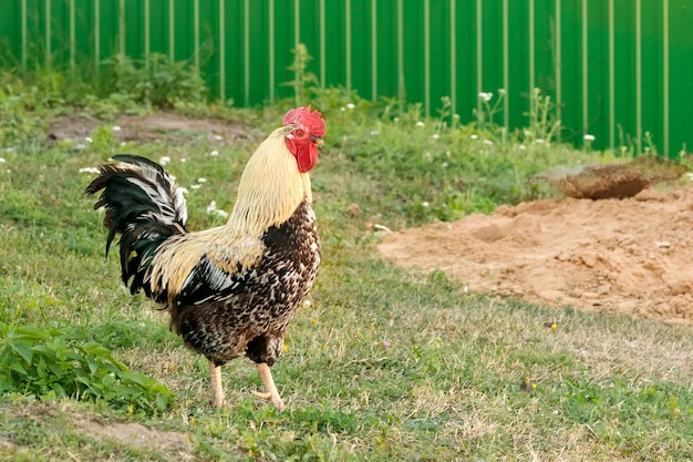 Brown rooster on the green grass