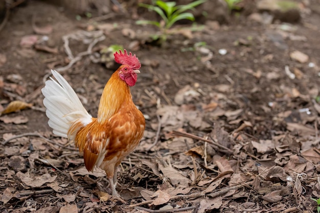 Brown rooster standing in the field looking at the camera with copy space