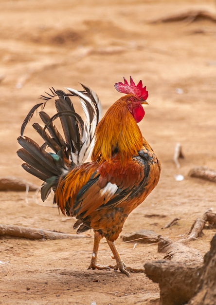 Brown rooster, standing on sand surface