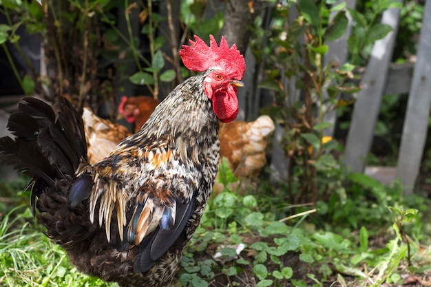 Brown rooster with red scallop walks in the garden with chickens, close-up.