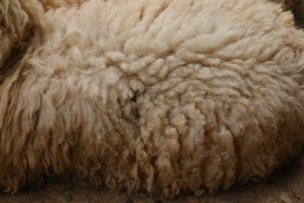 Photo brown sheep, wool