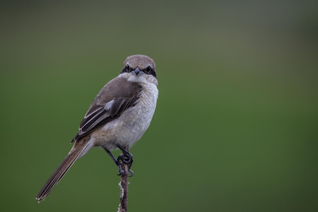 Brown shrike on dry branch Animal Portrait