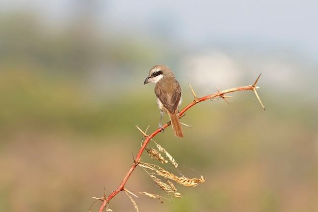 Brown Shrike Lanius cristatus Beautiful Birds of Thailand perching on the tree