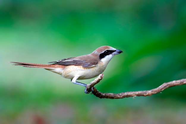 Brown Shrike Lanius cristatus Beautiful Birds of Thailand perching on the tree