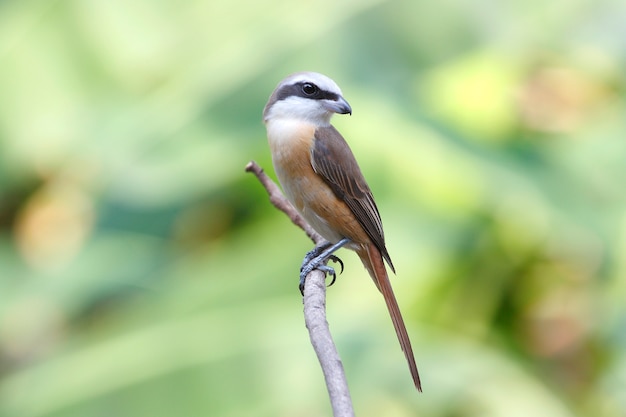 Brown Shrike Lanius cristatus Beautiful Birds of Thailand