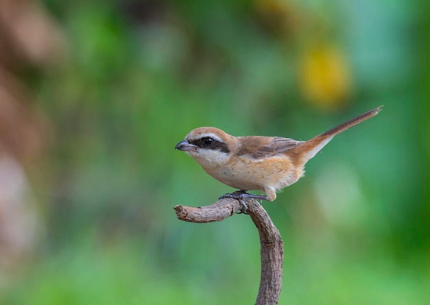  Brown shrike