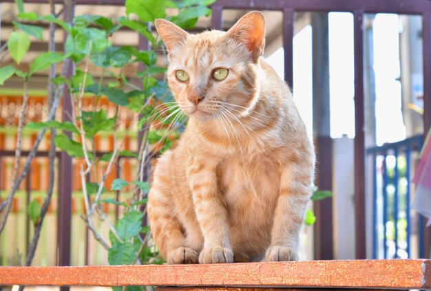 Brown Siamese cat sitting on the table.