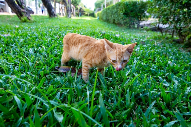 A brown skinny kitten is playing on the grass focus selective