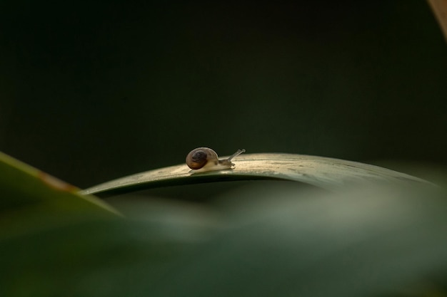 Brown Snail on Green Leaf Snail Crawling on Leaf Macro Closeup images