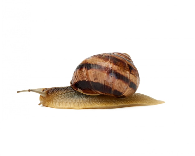 Brown snail isolated on white background