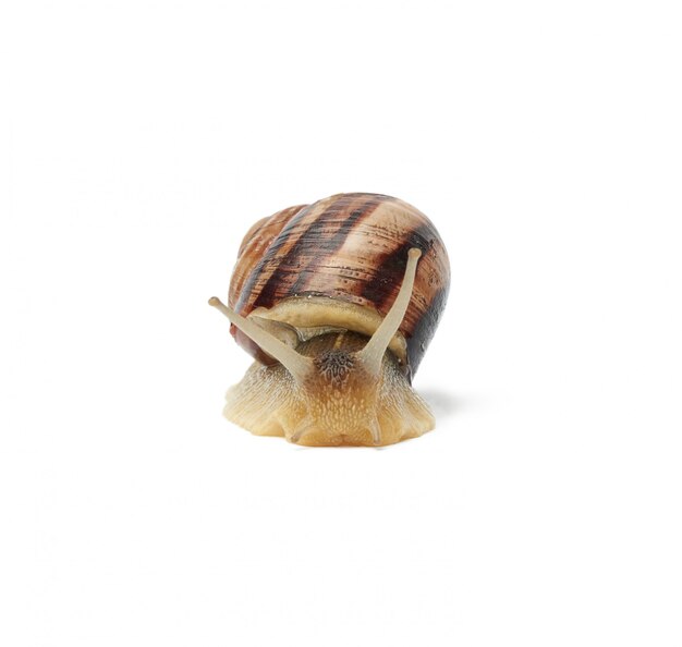 Brown snail isolated on white space