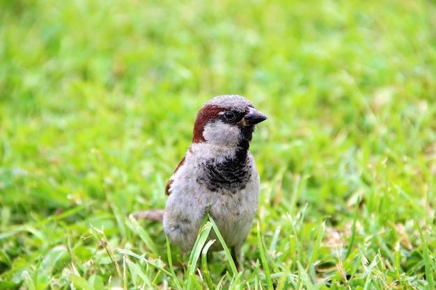 Brown Sparrow sitting in green grass closeup