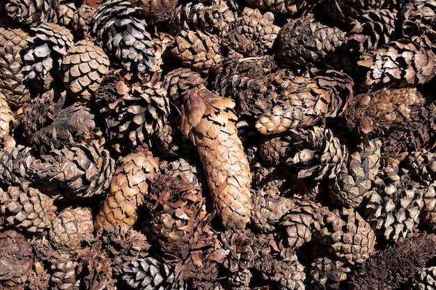 Brown spruce cones closeup background or texture