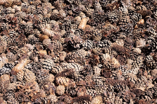 Brown spruce cones closeup background or texture