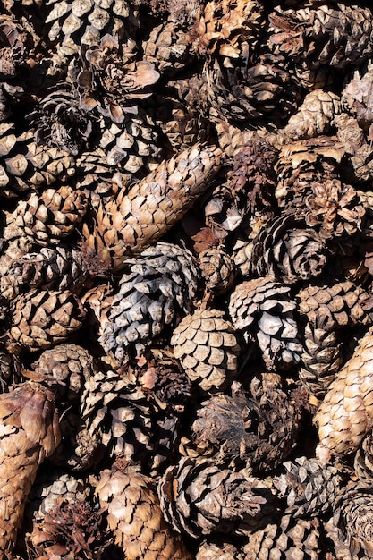 Brown spruce cones closeup background or texture