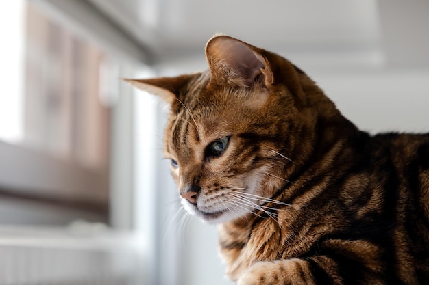 Brown striped Bengal cat looks thoughtfully