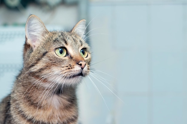 Brown striped cat with an attentive look in the room on a blurred background copy space