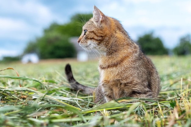 A brown tabby cat sits in the garden on the mowed grass