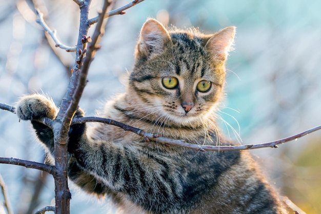 Brown tabby cat on a tree in autumn in sunny weather