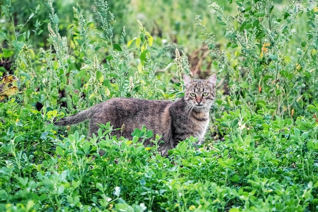 A brown tabby cat walks in the garden on the mowed grass the cat is on the hunt