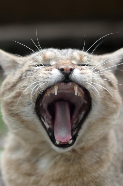 Brown tabby domestic cat yawning on blurred green yard