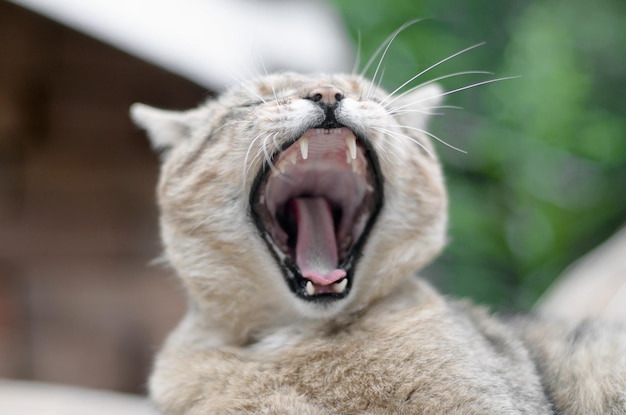 Brown tabby domestic cat yawning on blurred green yard