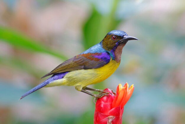 Brown-throated Sunbird Anthreptes malacensis Beautiful Male Birds of Thailand