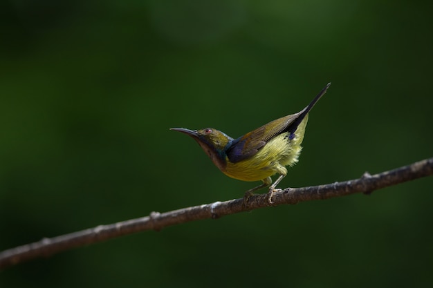 Brown throated Sunbird is perching on branch