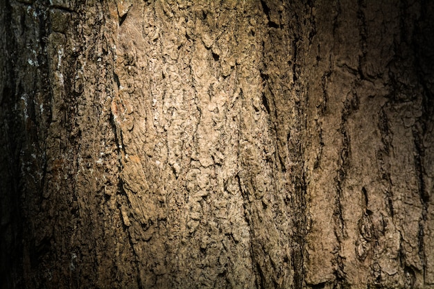 Brown tree bark texture - background