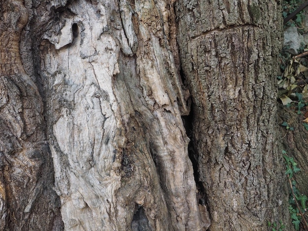 Brown tree bark wood texture background