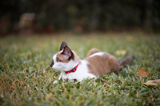 A brown and white cat is playing on the green field. It looks smart and active. It is sitting in the garden.