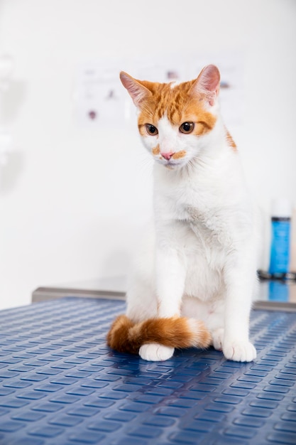 Brown and white cat