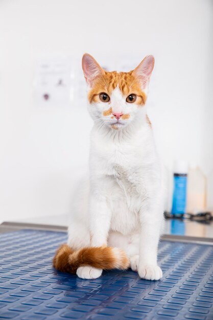 Brown and white cat