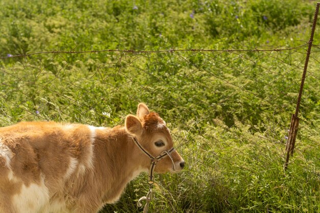 Photo a brown and white cow is walking through a field of grass the cow is wearing a harness and is looking to the right