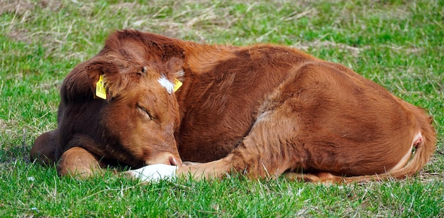 Photo a brown and white cow with a tag on its ear