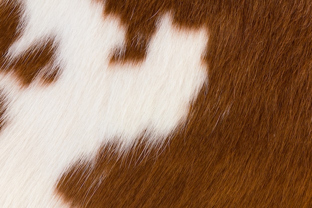 Photo brown and white cowhide