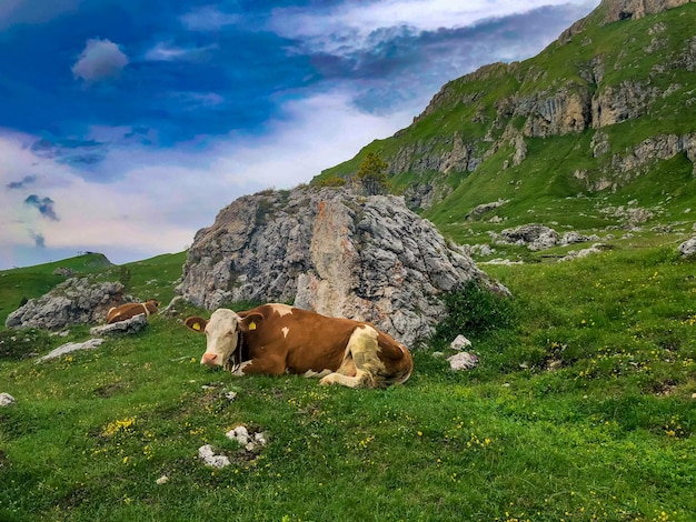 Brown and white cows on a beautiful green alpine meadow in Italy. Mountains on background. Cows in pasture.