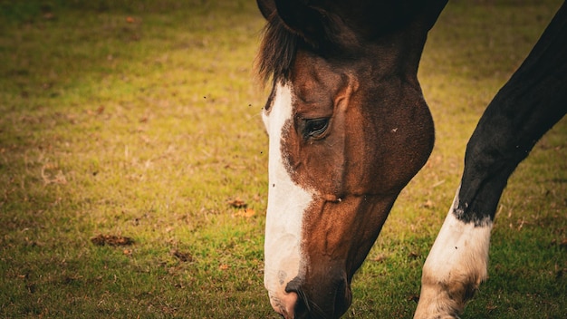 brown and white horse in field