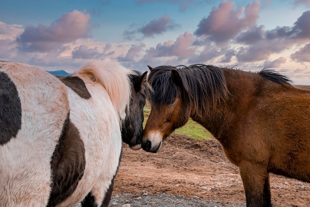 Brown and white icelandic horses standing on field against sky at sunset