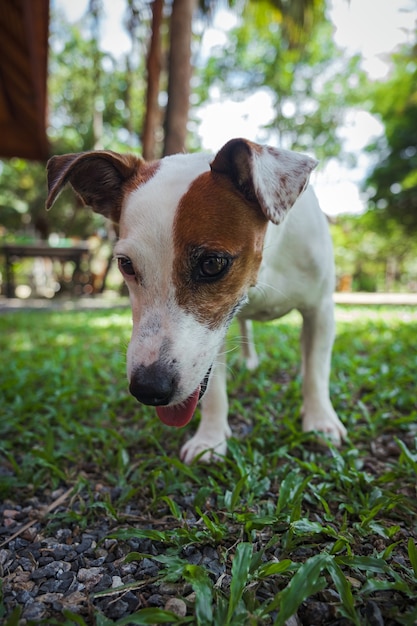 Brown and white jack russel dog outside on the grass