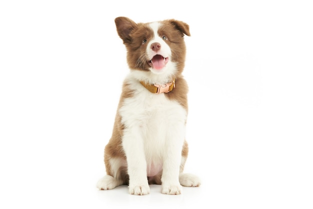 Brown white puppy border collie over white background. High quality photo